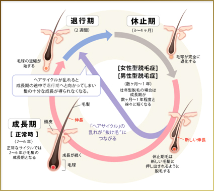 ヘアサイクル（毛周期）のプロセス